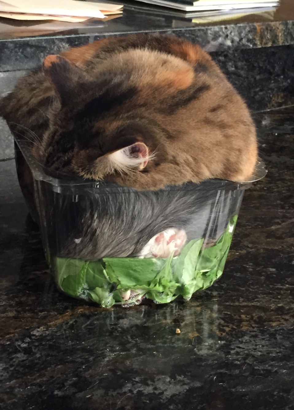 Cat asleep in plastic container of salad leaves